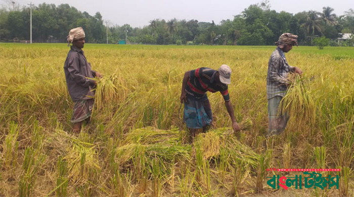 কুমিল্লার ক্ষেতে নতুন জাতের ধান, কেজি ১০০ টাকা
